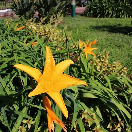 Lägenhet Indigo Madeira Olga Funchal (Madeira)